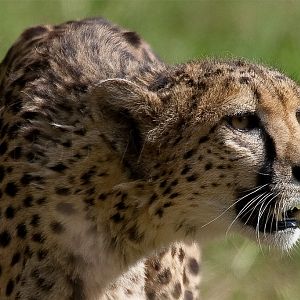 Cheetah