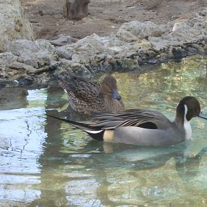 northern pintail