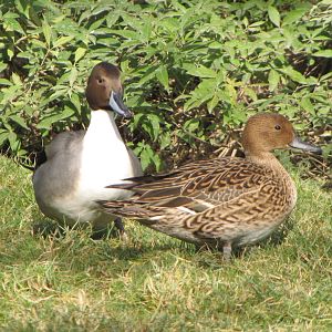northern pintail