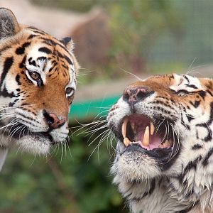 Amur (Siberian) Tiger