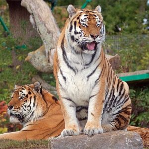 Amur (Siberian) Tiger
