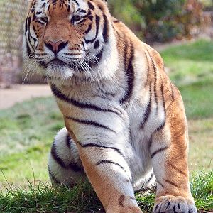 Amur (Siberian) Tiger