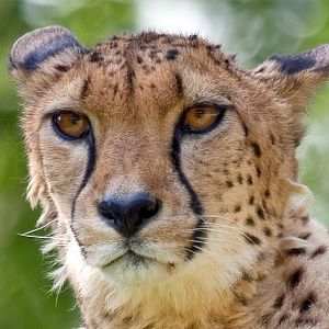 Cheetah
