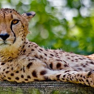 Cheetah