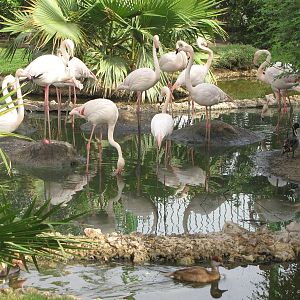 greater flamingo