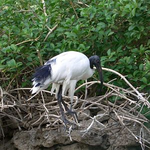 sacred ibis