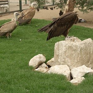 eurasian black vulture