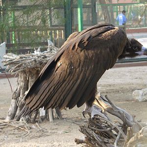 eurasian black vulture