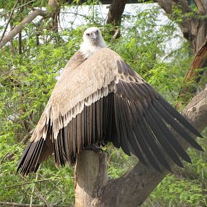 griffon vulture