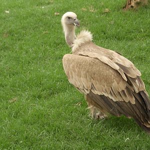griffon vulture
