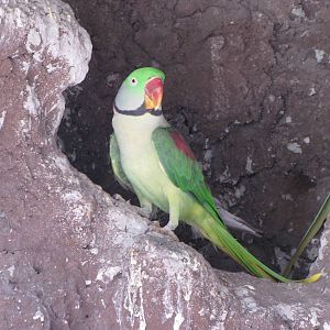 alexandrine parakeet