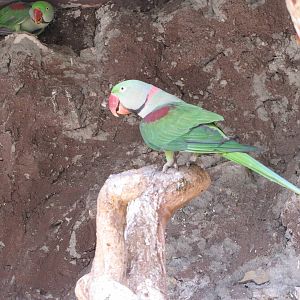 alexandrine parakeet