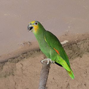 orange-winged amazon