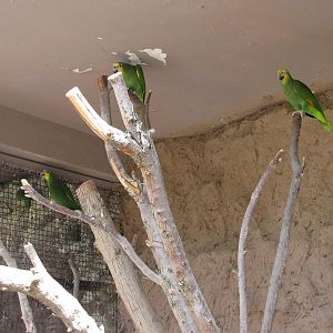 orange-winged amazon