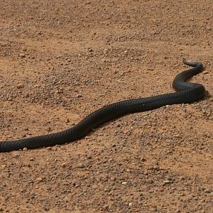 Black Tiger Snake