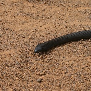 Black Tiger Snake