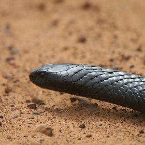 Black Tiger Snake