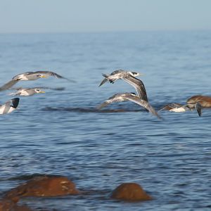 Crested Terns