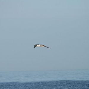 Crested Tern