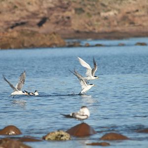 Crested Terns