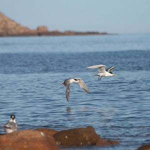 Crested Terns