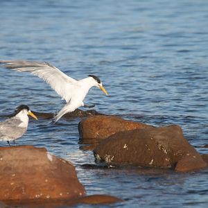 Crested Terns