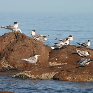 Crested Terns