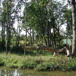 La Vallée des Singes - Gorilla island