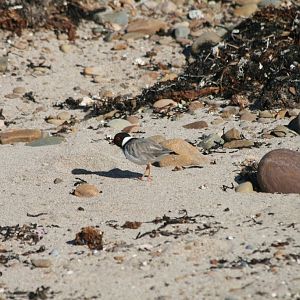 Hooded Plover