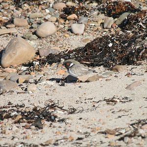 Hooded Plover