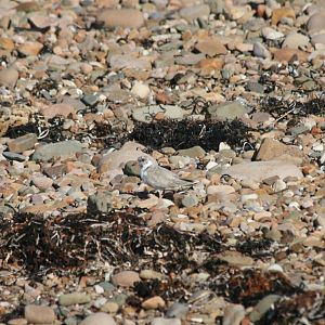 Hooded Plover, immature