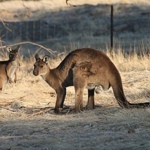 Kangaroo Island Kangaroo