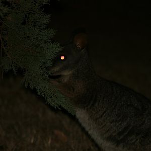 Tammar Wallaby browsing