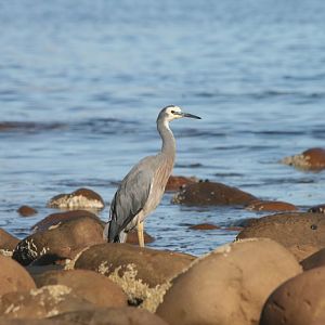 White-faced Heron