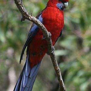 Crimson Rosella