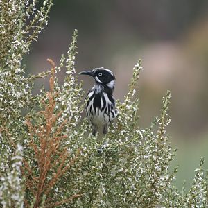 New Holland Honeyeater
