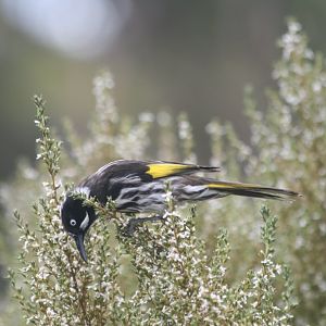 New Holland Honeyeater