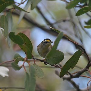 Striated Pardalote