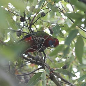 Immature Crimson Rosella