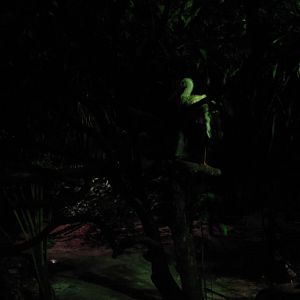 Fishing Cat Trail - White Stork