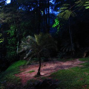 Indian Subcontinent - Striped Hyena exhibit