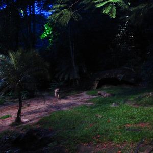 Indian Subcontinent - Striped Hyena exhibit