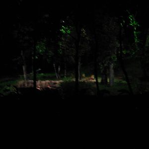 Indian Subcontinent - Lion exhibit