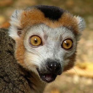 La Vallée des singes - Crowned lemur (Eulemur coronatus)