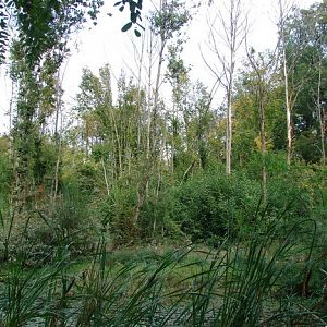 La Vallée des Singes - Chimpanzees island