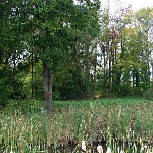 La Vallée des Singes - Chimpanzees island