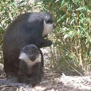 Colchester Zoo 22nd April 2010