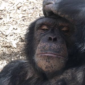 Colchester Zoo 22nd April 2010