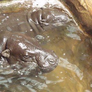Colchester Zoo 22nd April 2010