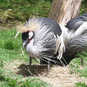 Colchester Zoo 22nd April 2010